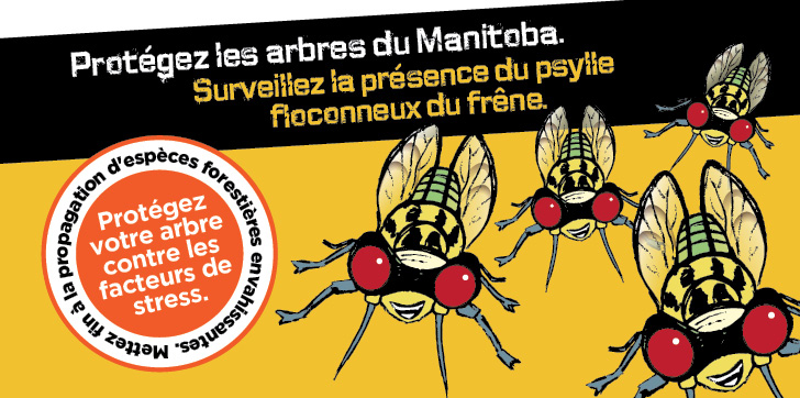 Le psylle floconneux du frne est un insecte relativement nouveau au Manitoba.